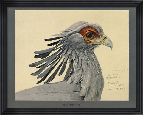Framed Abyssinian Secretary Bird Print