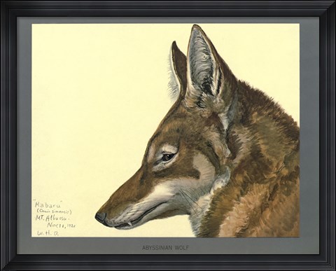 Framed Abyssinian Wolf Print