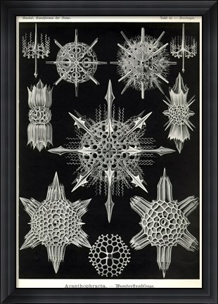 Framed Acanthophracta Print