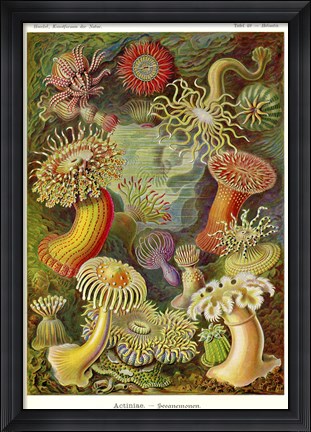 Framed Actiniae - Scheiben-Strahlinge - Heliodiscus Print