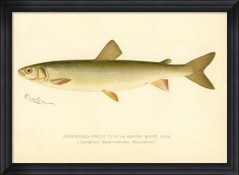 Framed Adirondack Frost Fish Print