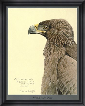 Framed African Tawny Eagle Print