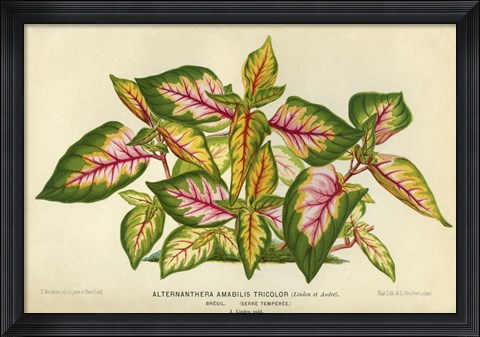 Framed Alternanthera Amabilis Tricolor Print