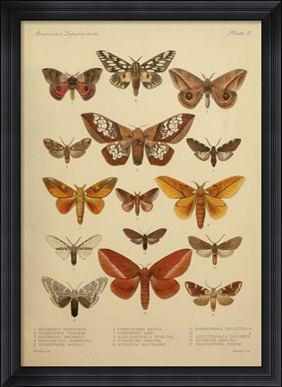 Framed American Lepidoptera, Plate 3 Print