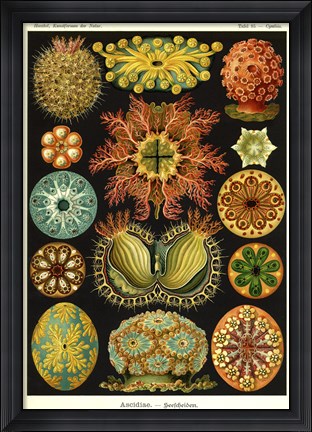 Framed Ascidiae Print
