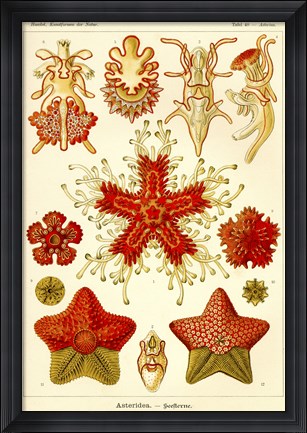 Framed Asteridea Print