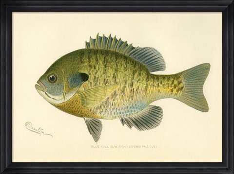 Framed Blue Gill Sun Fish Print