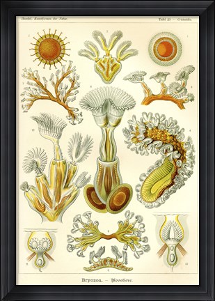 Framed Bryozoa - Scheiben-Strahlinge - Heliodiscus Print