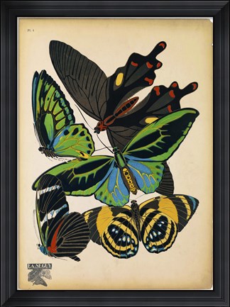 Framed Butterflies Plate 1 Print