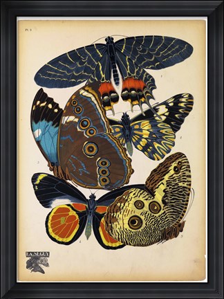 Framed Butterflies Plate 10 Print