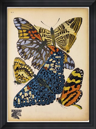 Framed Butterflies Plate 11 Print