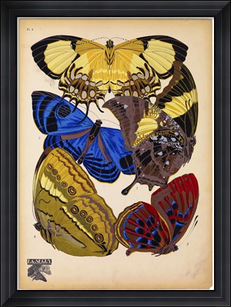 Framed Butterflies Plate 12 Print