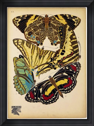 Framed Butterflies Plate 13 Print
