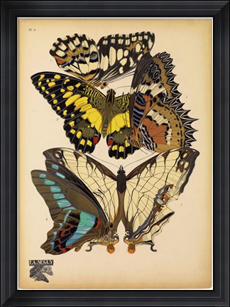 Framed Butterflies Plate 14 Print