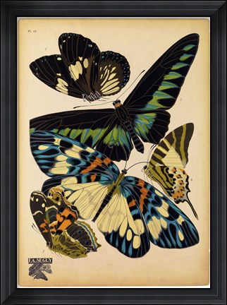 Framed Butterflies Plate 16 Print