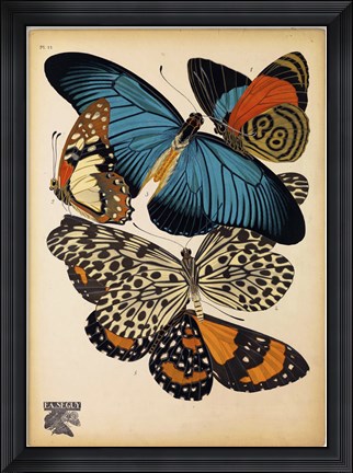 Framed Butterflies Plate 2 Print