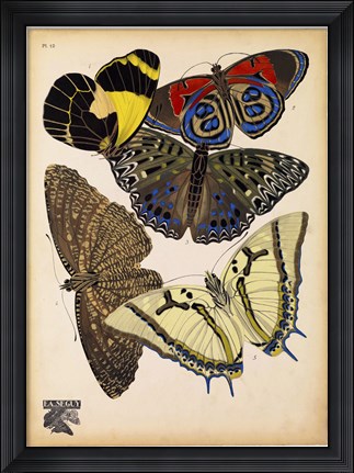 Framed Butterflies Plate 3 Print