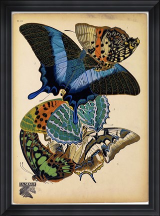 Framed Butterflies Plate 4 Print