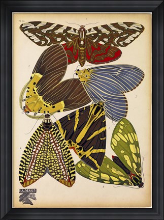 Framed Butterflies Plate 5 Print
