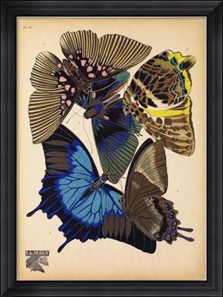 Framed Butterflies Plate 9 Print