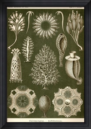 Framed Calcispongiae Print