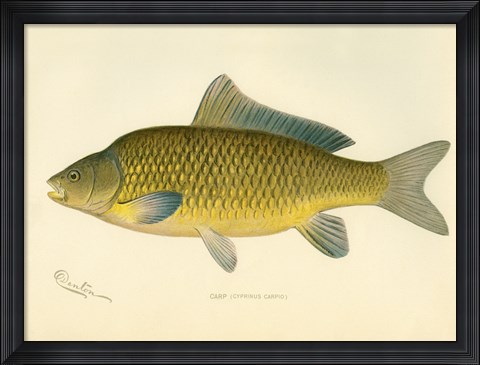 Framed Carp Print
