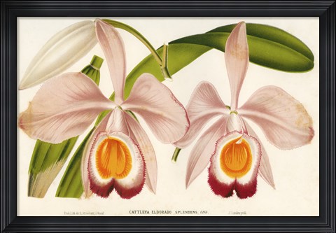 Framed Cattleya Eldorado Splendens Print