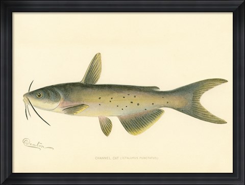 Framed Channel Cat Print