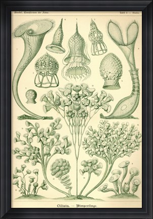 Framed Ciliata - Scheiben-Strahlinge - Heliodiscus Print