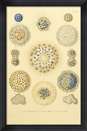 Framed Collosphaera Radiolaria Print