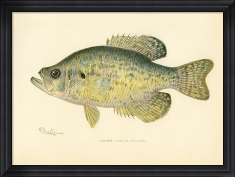 Framed Crappie Print