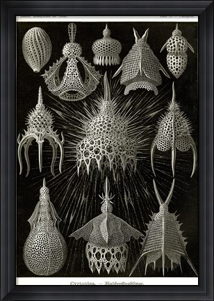 Framed Cyrtoidea - Scheiben-Strahlinge - Heliodiscus Print