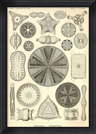 Framed Diatomea - Scheiben-Strahlinge - Heliodiscus Print