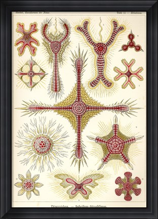 Framed Discoidea - Scheiben-Strahlinge - Heliodiscus Print