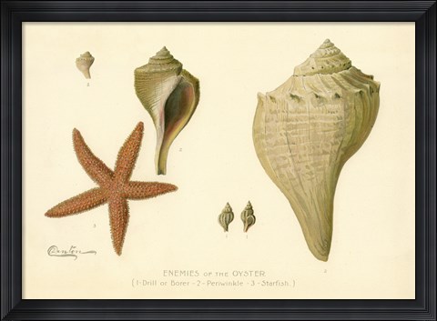 Framed Enemies of the Oyster Print
