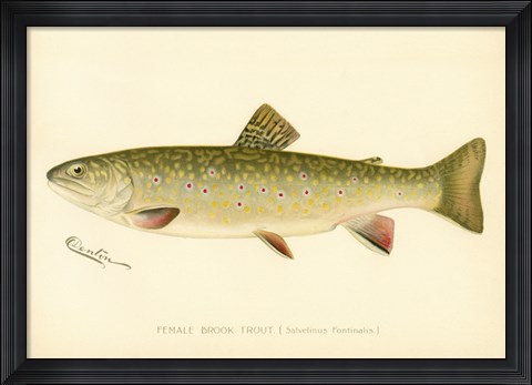 Framed Female Brook Trout Print