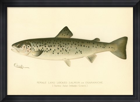 Framed Female Land Locked Salmon Print