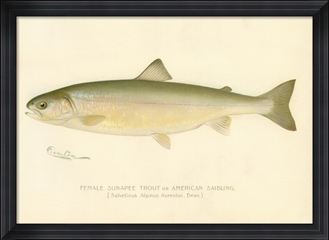 Framed Female Sunapee Trout Print