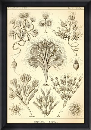 Framed Flagellata - Scheiben-Strahlinge - Heliodiscus Print