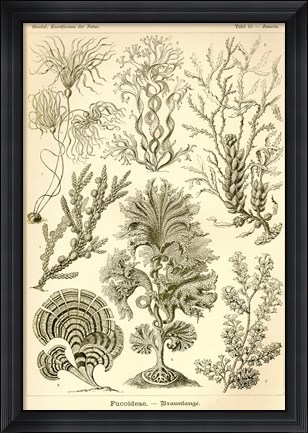 Framed Fucoideae - Scheiben-Strahlinge - Heliodiscus Print