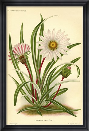 Framed Gazania Pygmaea Print