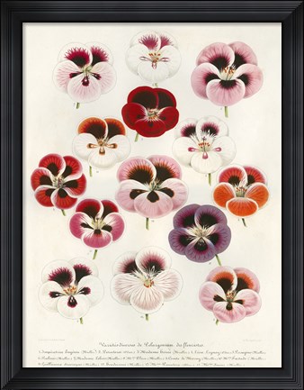 Framed Geranium Varieties Print