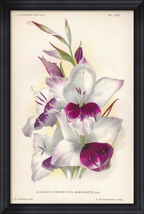 Framed Gladiolus Lemoinei Print