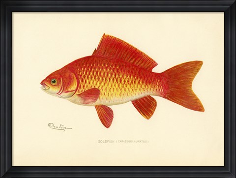 Framed Goldfish Print