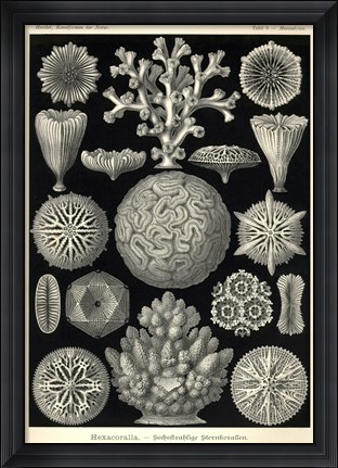 Framed Hexacoralla Print