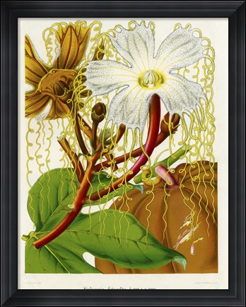 Framed Hodgsonia Heteroclita Print
