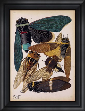 Framed Insects, Plate 1 Print