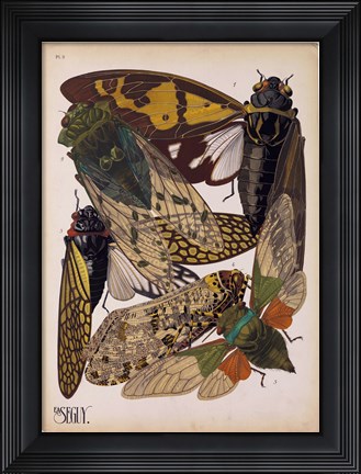 Framed Insects, Plate 11 Print