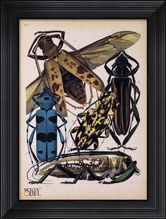 Framed Insects, Plate 13 Print