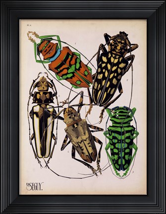 Framed Insects, Plate 14 Print